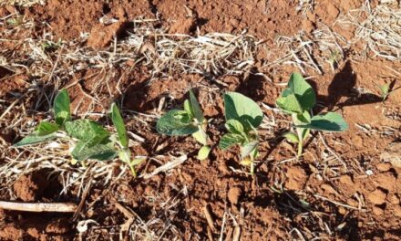Tempo seco reduz intensidade de plantio da soja no Estado