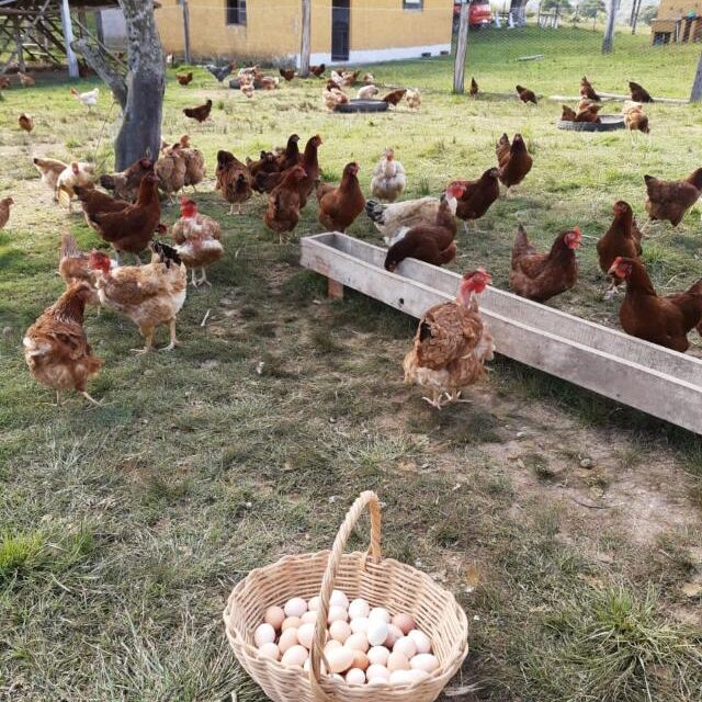 As galinhas dos ovos de ouro