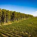CMPC Brasil apresenta programa de incentivo à silvicultura em Caçapava